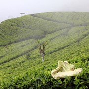 Sri Lanka - Haputale tea plantations 02