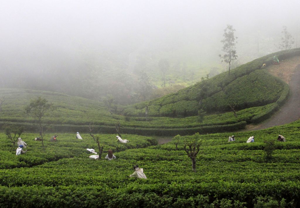 Sri Lanka - Tea pickers in Haputale 01