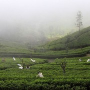 Sri Lanka - Tea pickers in Haputale 01