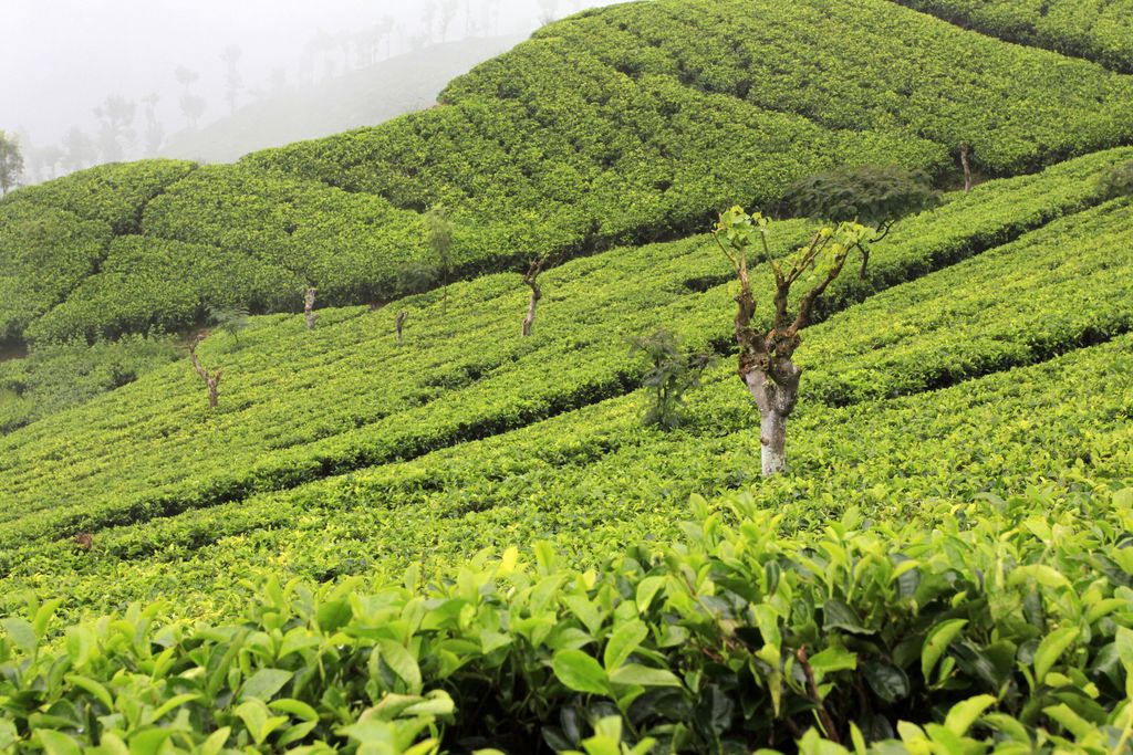 Sri Lanka - Haputale tea plantations 03