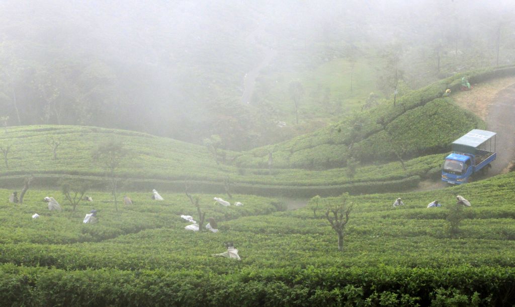Sri Lanka - Tea pickers in Haputale 02