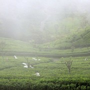 Sri Lanka - Tea pickers in Haputale 02