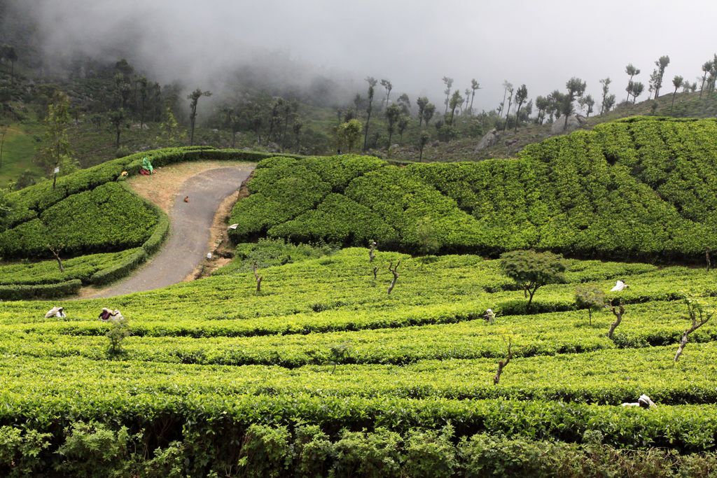 Sri Lanka - Haputale tea plantations 04