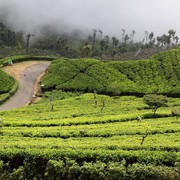 Sri Lanka - Haputale tea plantations 04