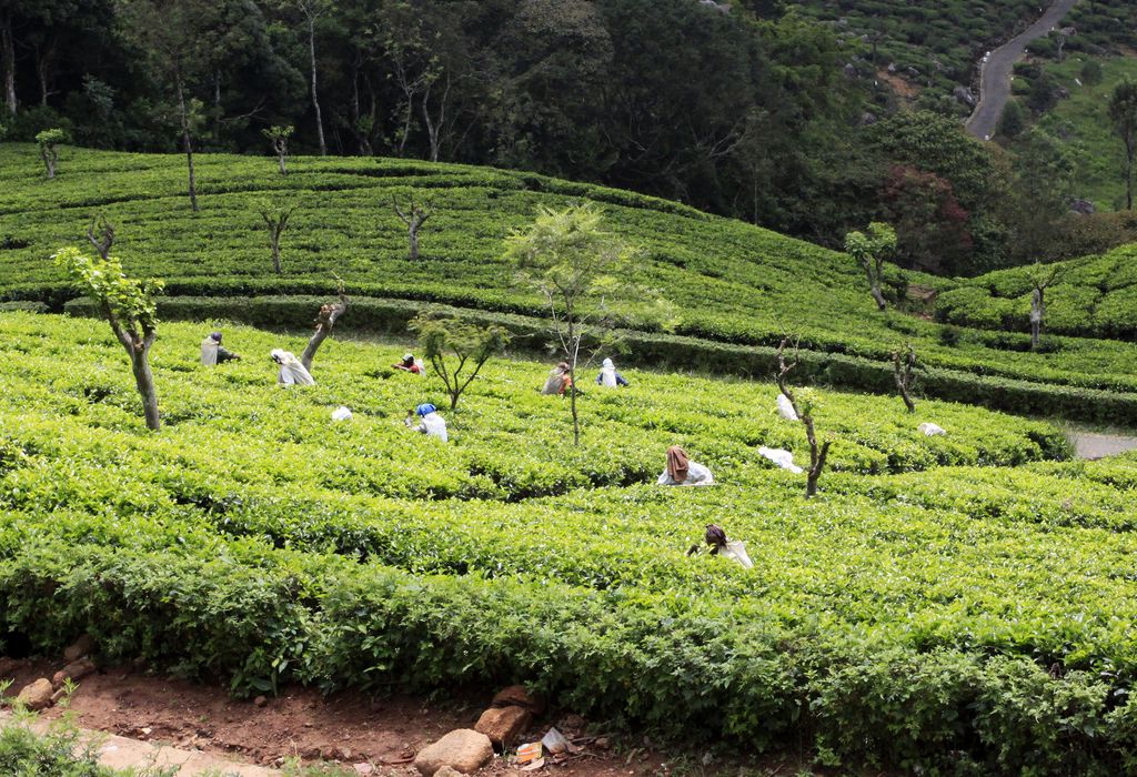 Sri Lanka - Tea pickers in Haputale 03
