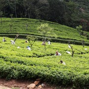 Sri Lanka - Tea pickers in Haputale 03