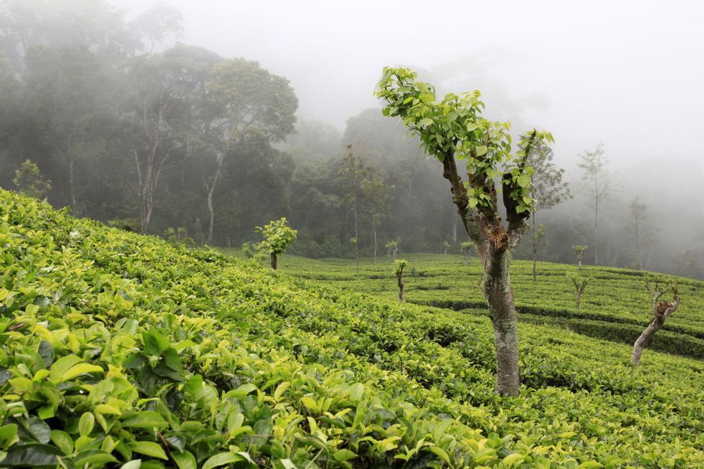 Sri Lanka - Haputale tea plantations 05