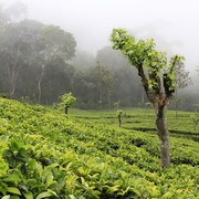 Sri Lanka - Haputale tea plantations 05