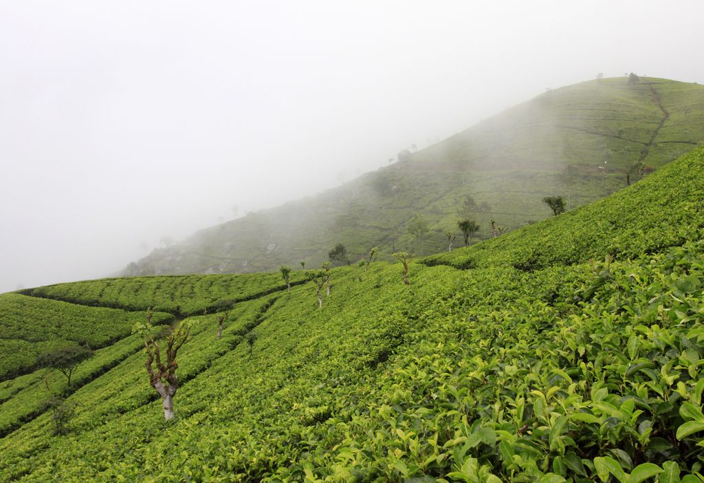 Sri Lanka - Haputale tea plantations 06