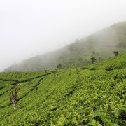 Sri Lanka - Haputale tea plantations 06