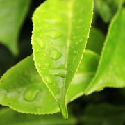Sri Lanka - a tea leaf 01