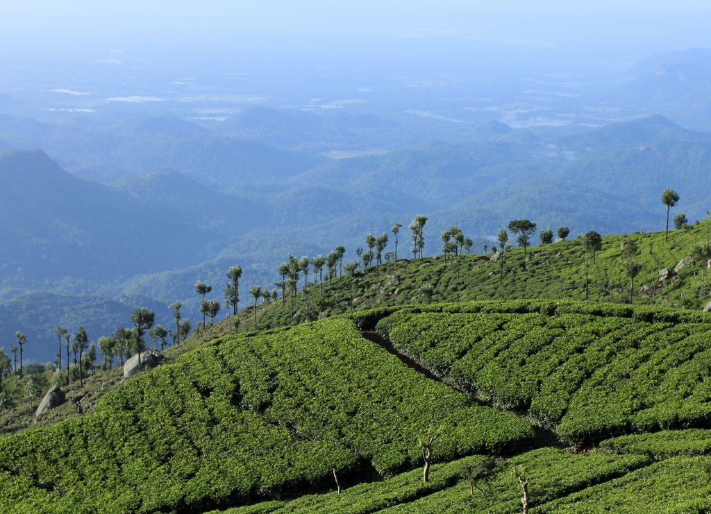 Sri Lanka - Haputale tea plantations 09