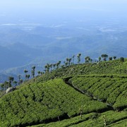 Sri Lanka - Haputale tea plantations 09