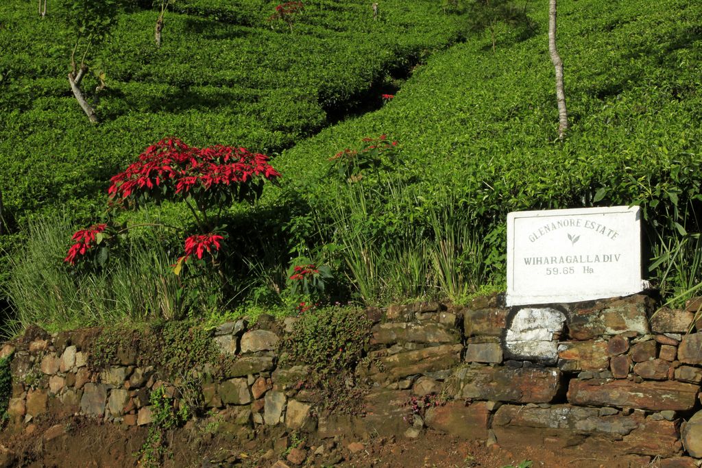 Sri Lanka - Haputale tea plantations 10