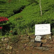 Sri Lanka - Haputale tea plantations 10