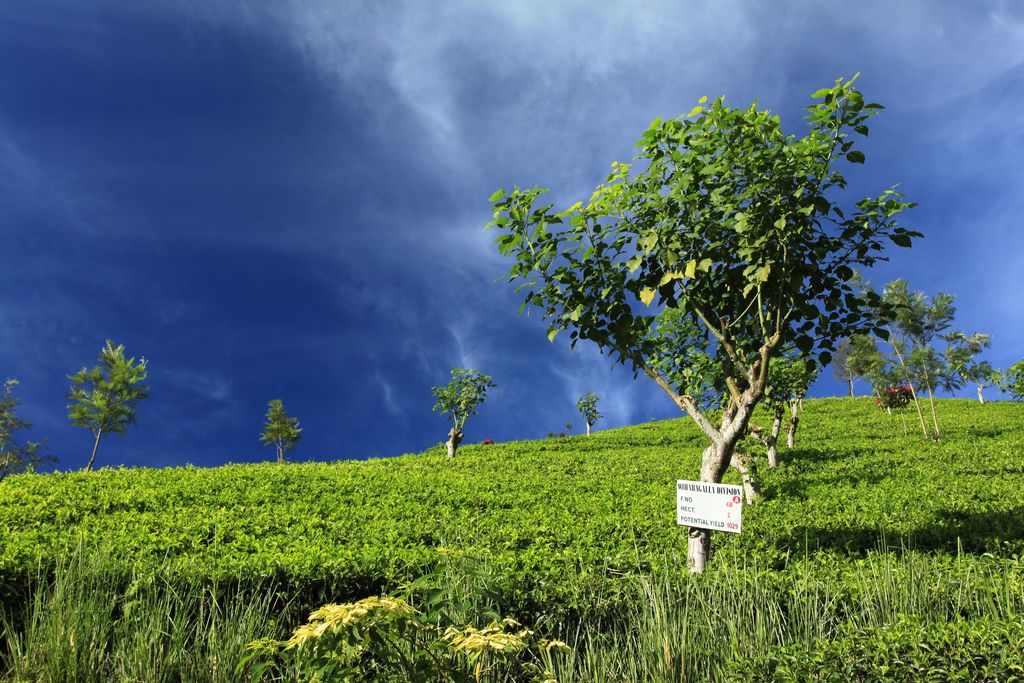 Sri Lanka - Haputale tea plantations 11