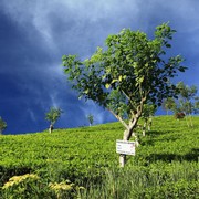 Sri Lanka - Haputale tea plantations 11