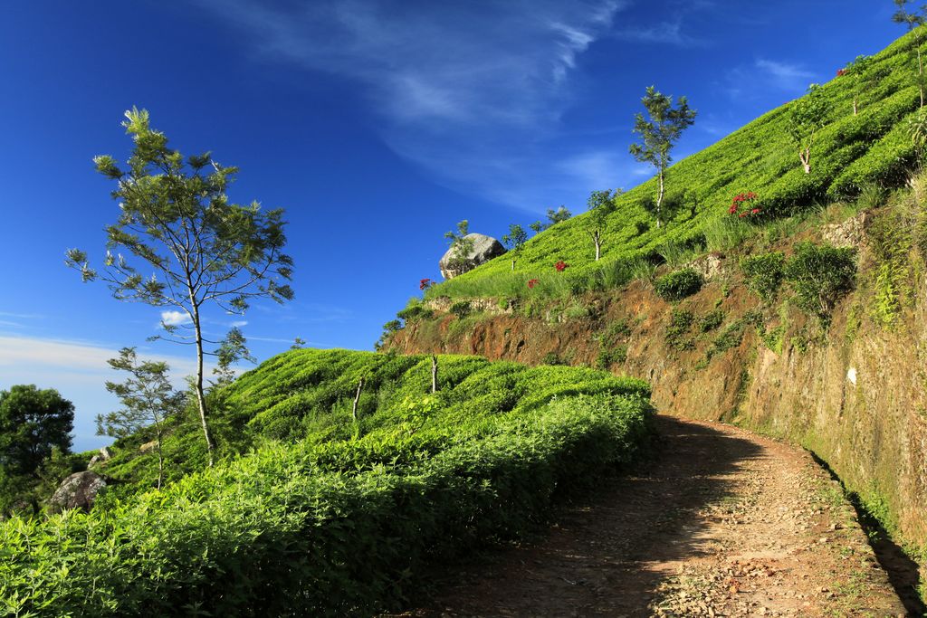 Sri Lanka - Haputale tea plantations 12