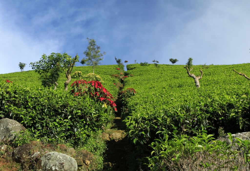 Sri Lanka - Haputale tea plantations 13