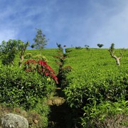 Sri Lanka - Haputale tea plantations 13