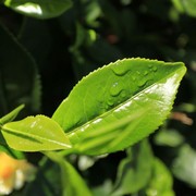 Sri Lanka - a tea leaf 02