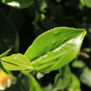 Sri Lanka - a tea leaf 02
