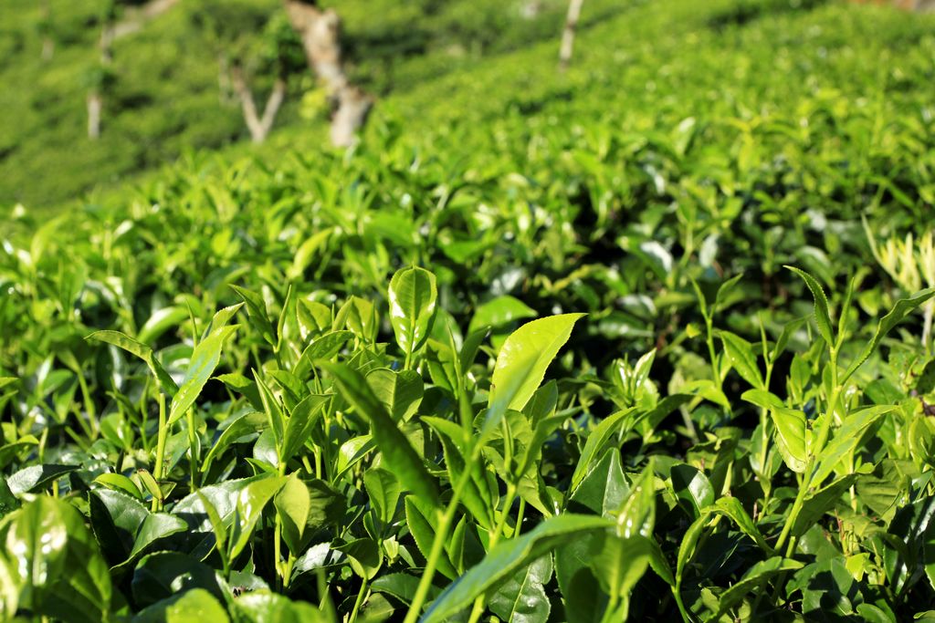 Sri Lanka - Haputale tea plantations 14