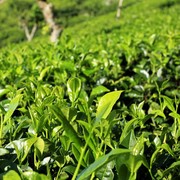 Sri Lanka - Haputale tea plantations 14