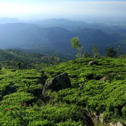 Sri Lanka - Haputale tea plantations 15