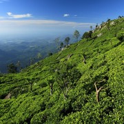 Sri Lanka - Haputale tea plantations 16