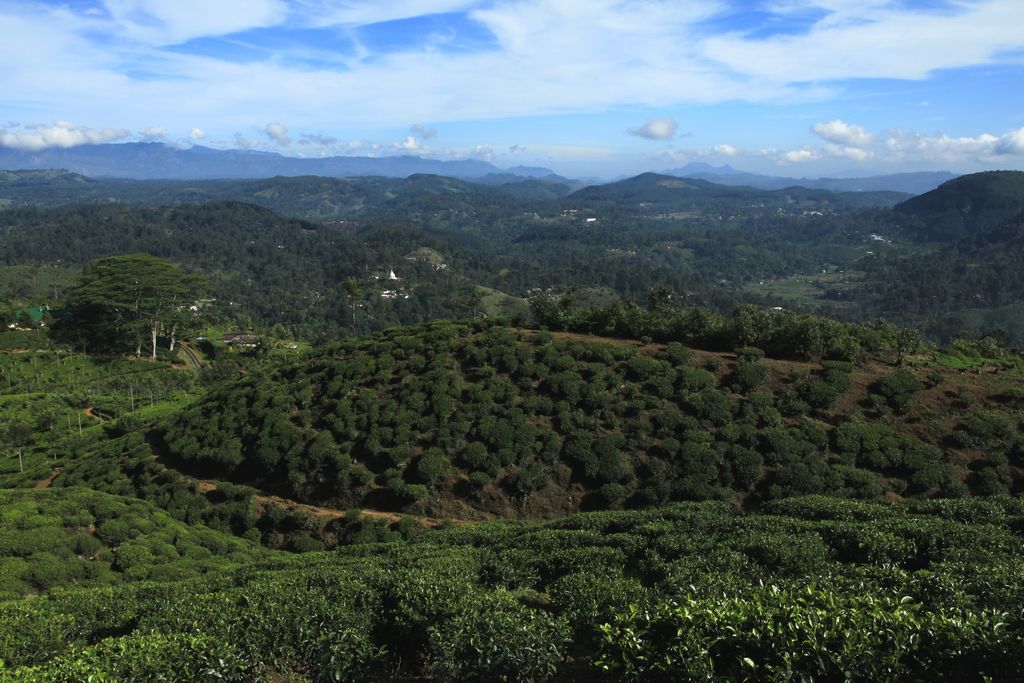 Sri Lanka - Haputale tea plantations 20