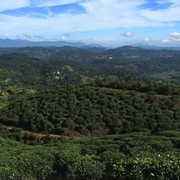 Sri Lanka - Haputale tea plantations 20