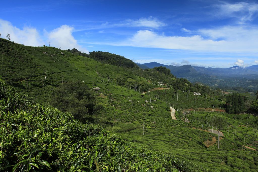 Sri Lanka - Haputale tea plantations 21