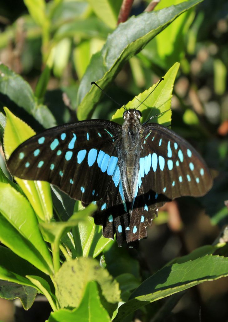 Sri Lanka - a butterfly on a tea leaf