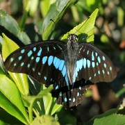 Sri Lanka - a butterfly on a tea leaf