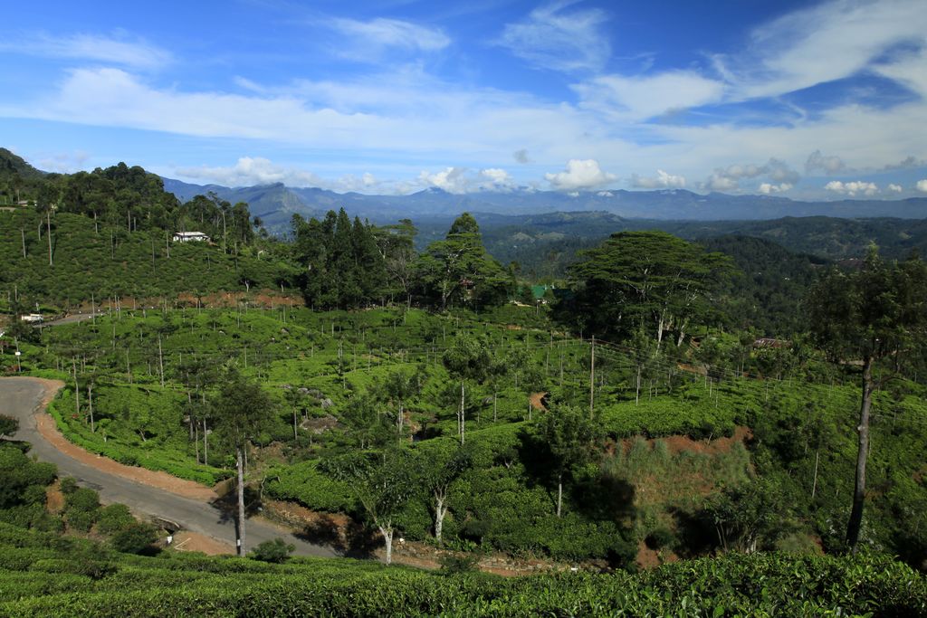 Sri Lanka - Haputale tea plantations 22