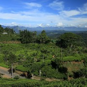 Sri Lanka - Haputale tea plantations 22