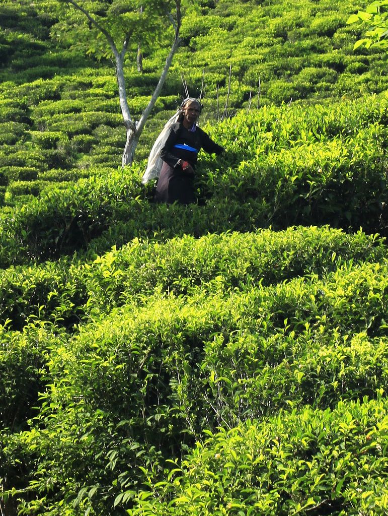 Sri Lanka - a tea picker in Haputale 01