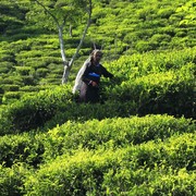 Sri Lanka - a tea picker in Haputale 01