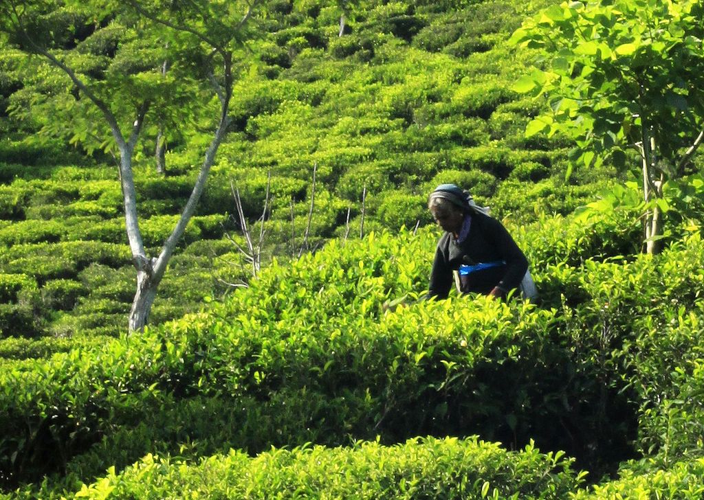 Sri Lanka - a tea picker in Haputale 02