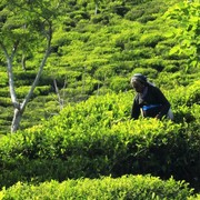 Sri Lanka - a tea picker in Haputale 02