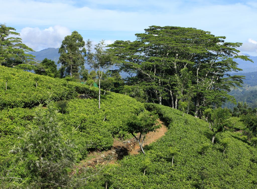 Sri Lanka - Haputale tea plantations 23