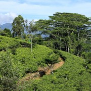 Sri Lanka - Haputale tea plantations 23