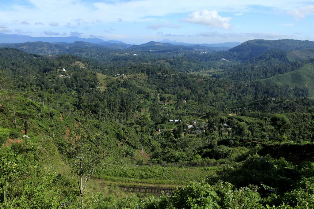 Sri Lanka - Haputale tea plantations 24