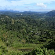 Sri Lanka - Haputale tea plantations 24