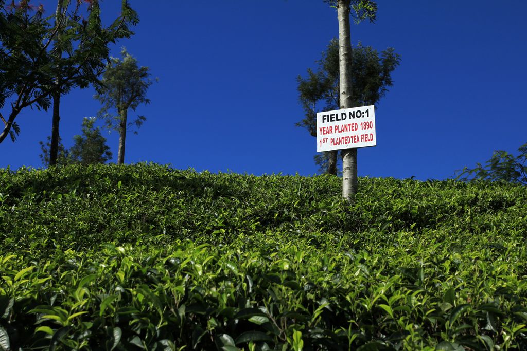 Sri Lanka - first planted tea field