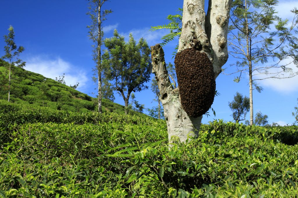 Sri Lanka - hornet's nest in Haputale