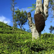 Sri Lanka - hornet's nest in Haputale