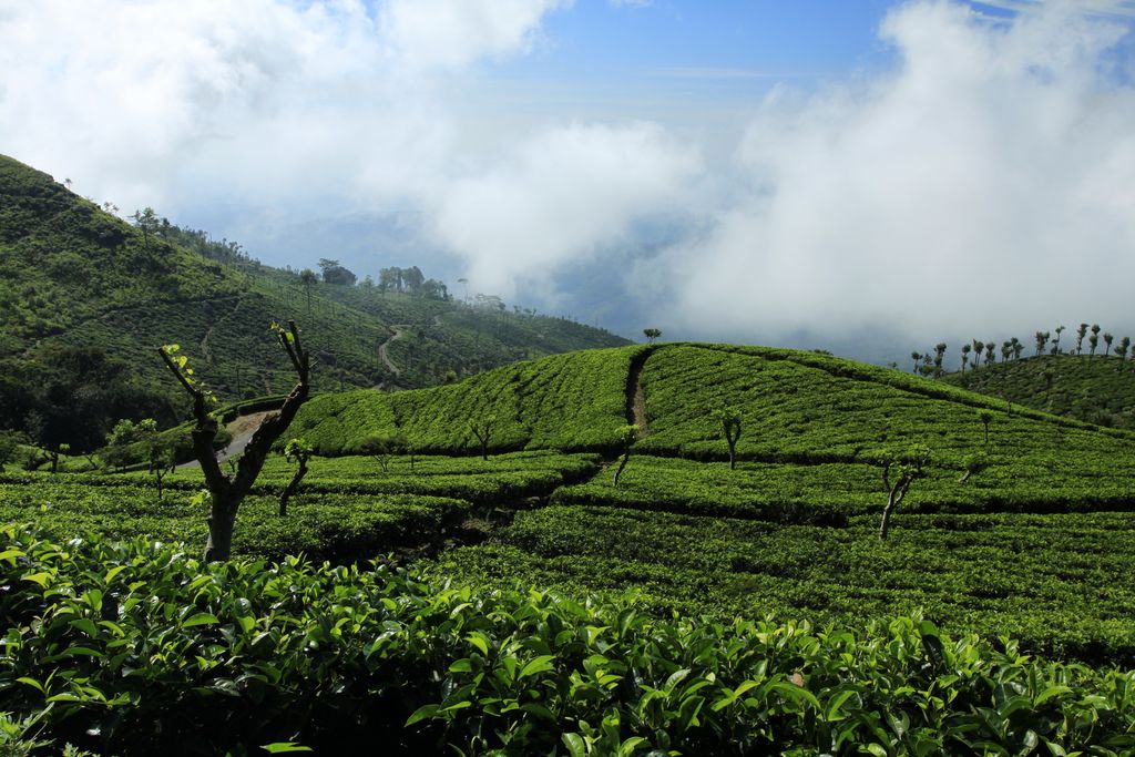 Sri Lanka - Haputale tea plantations 25