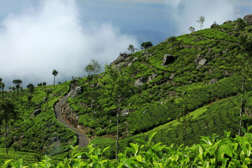 Sri Lanka - Haputale tea plantations 26